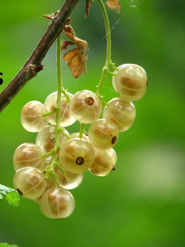 16 health benefits of Gooseberries